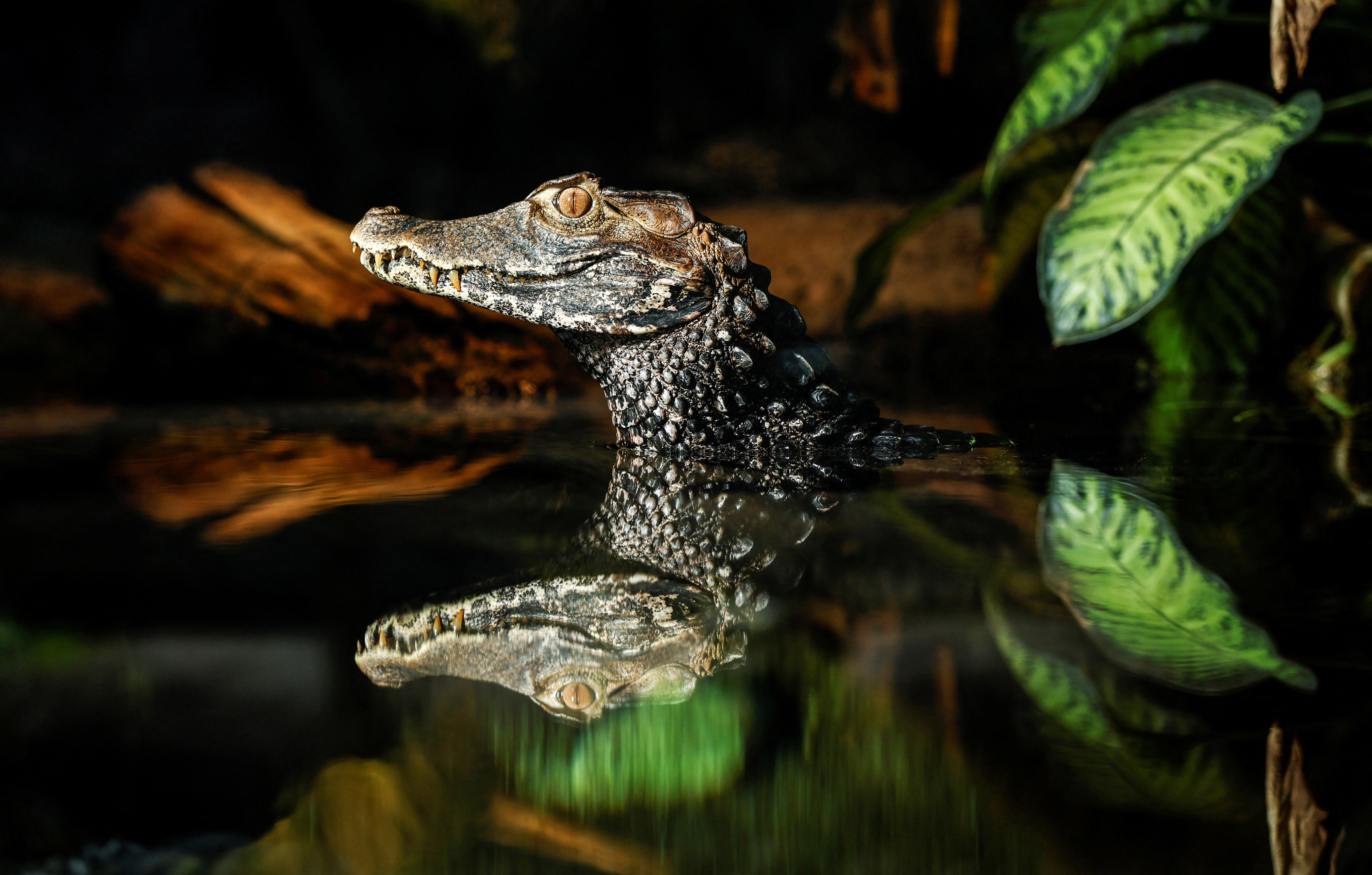 A small caiman rests in water in a zoo enclosure.
