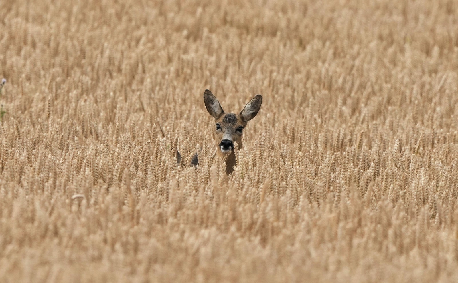 The head of a deer is visible among plants in a farm field.