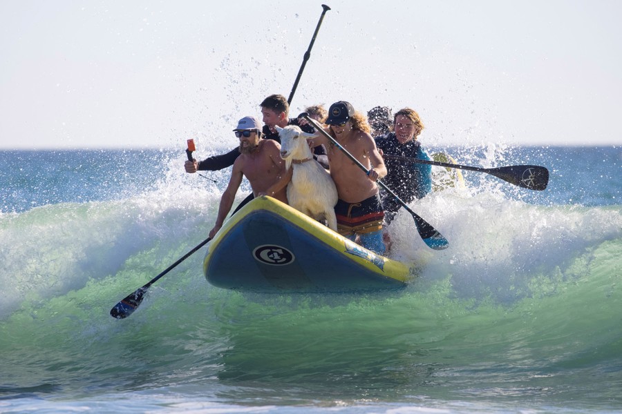 Several people ride a wave on a large surfboard with a goat.