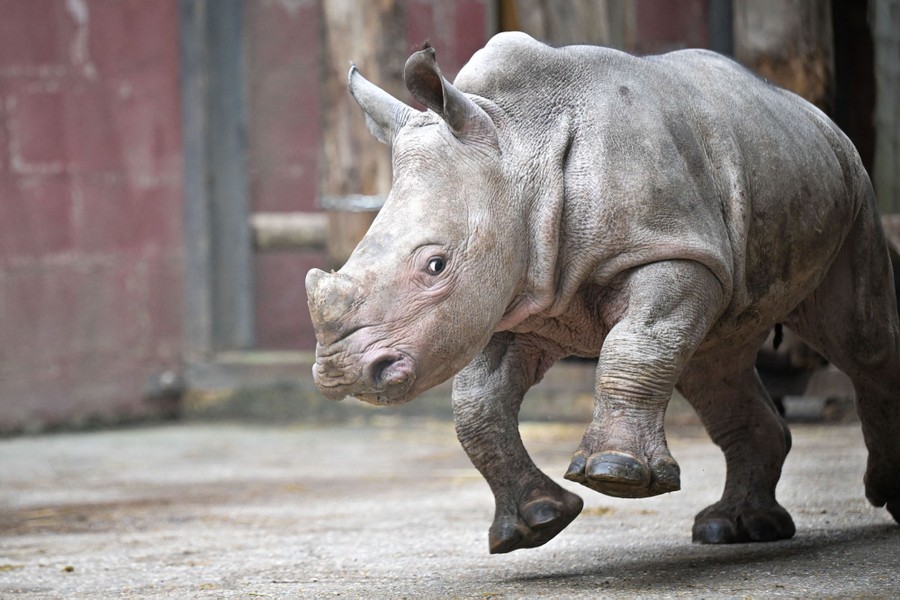 A young rhino runs in an enclosure.