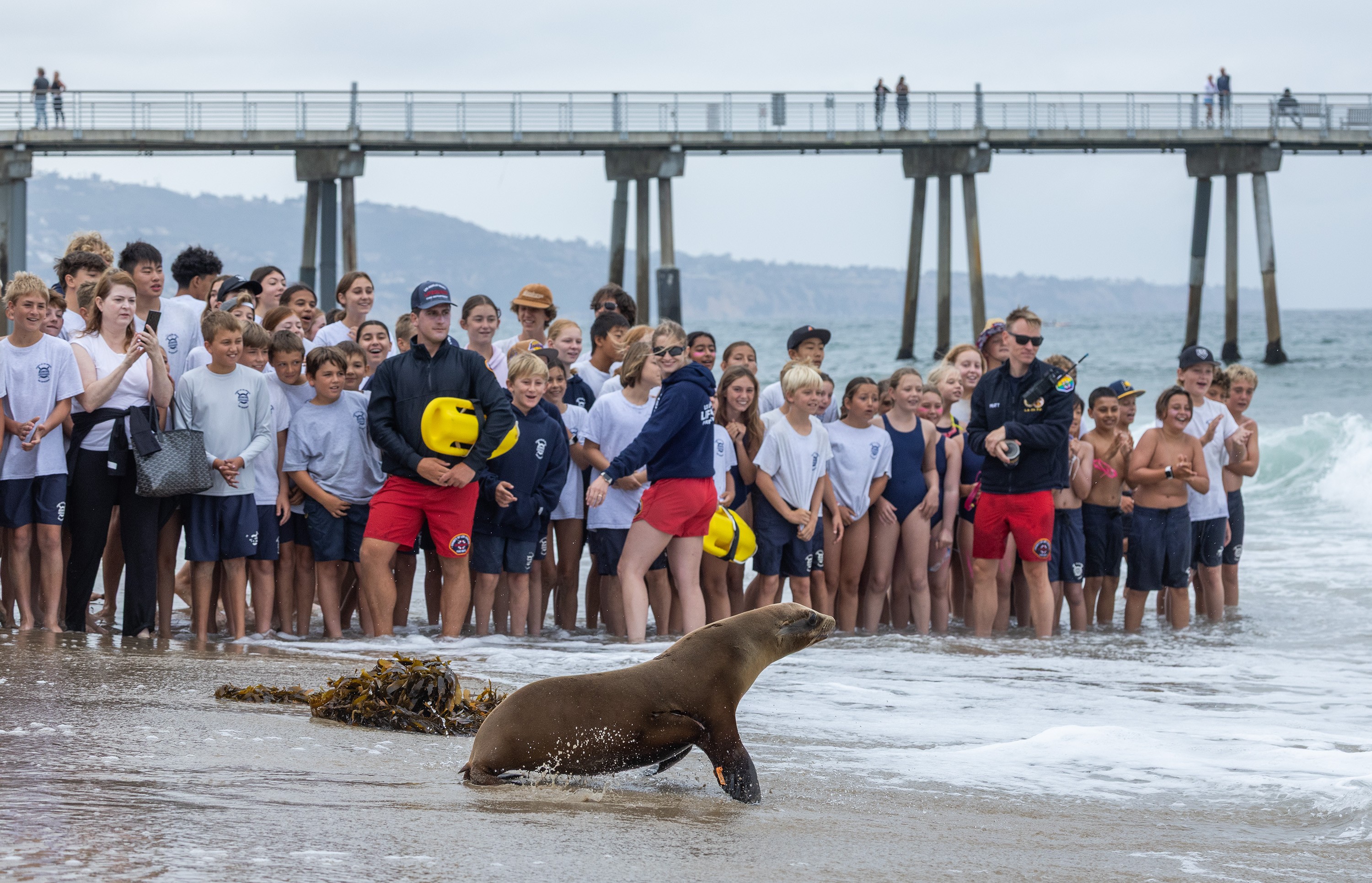 A crowd of mostly children, watch and smile as a sea lion pup runs toward the surf after being released.