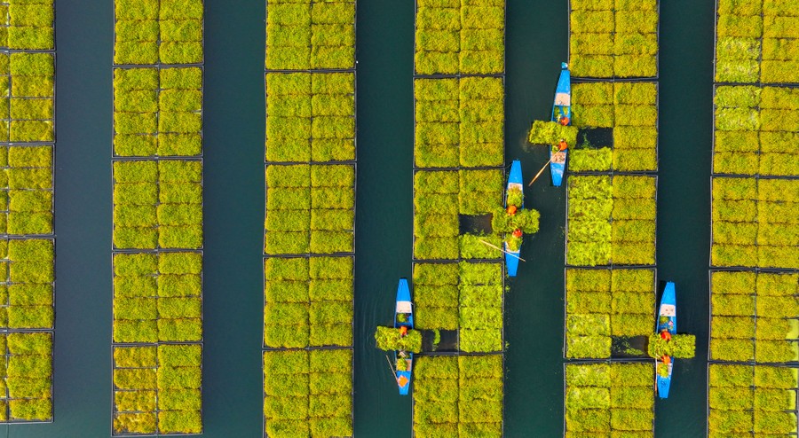 Several farmers in small boats harvest plants from a floating installation.
