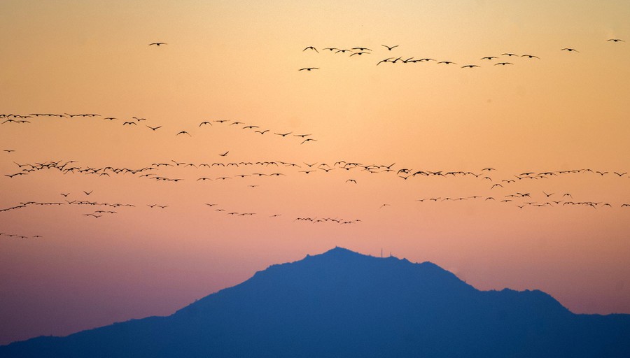 Dozens of cranes fly in several formations in a golden sky.
