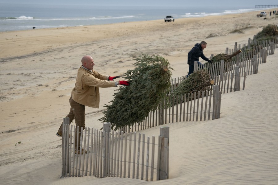 People place discarded Christmas trees along erosion-control fences on a beach.