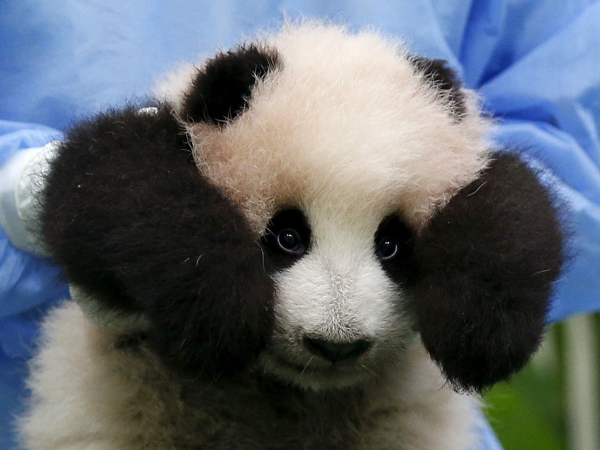 Pandas Bounce Back in Spite of Their Critics - The Atlantic