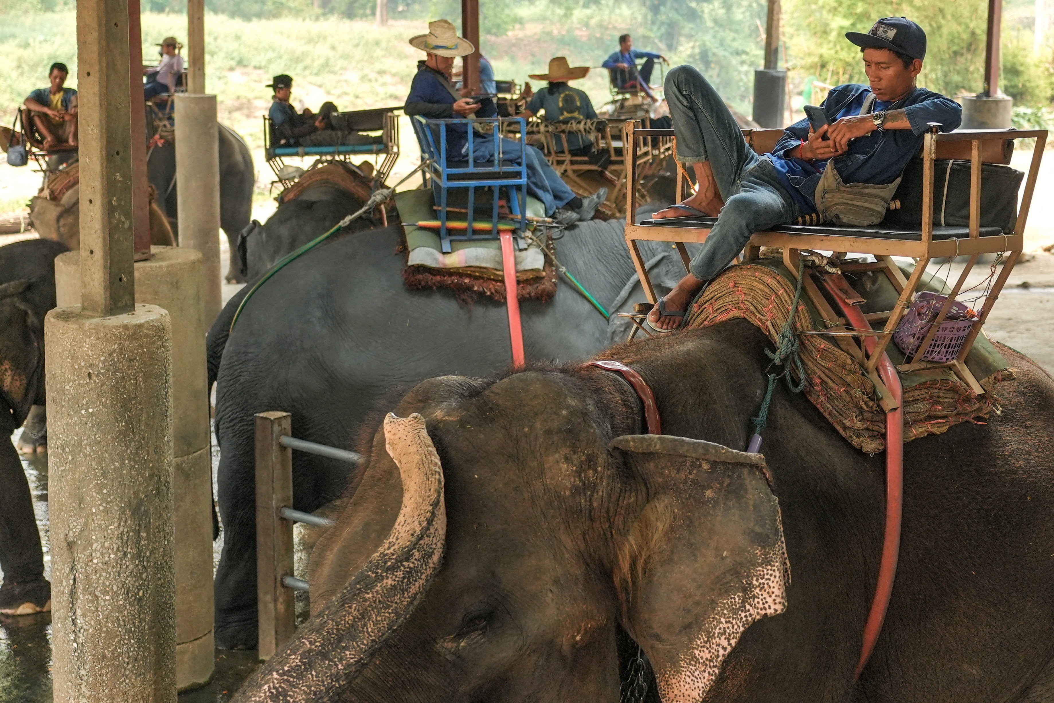 Several mahouts sit idly on elephants during a break.