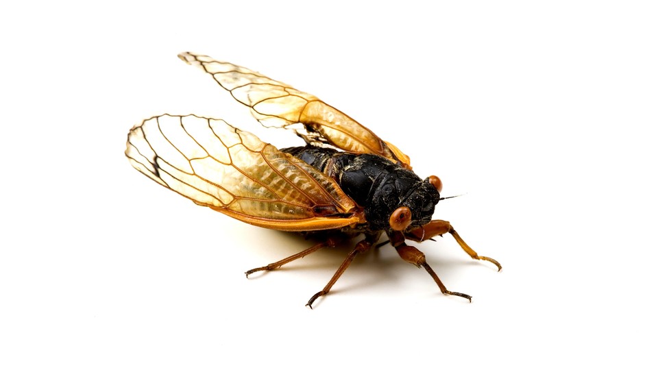 A Brood X cicada with red eyes and yellow wings