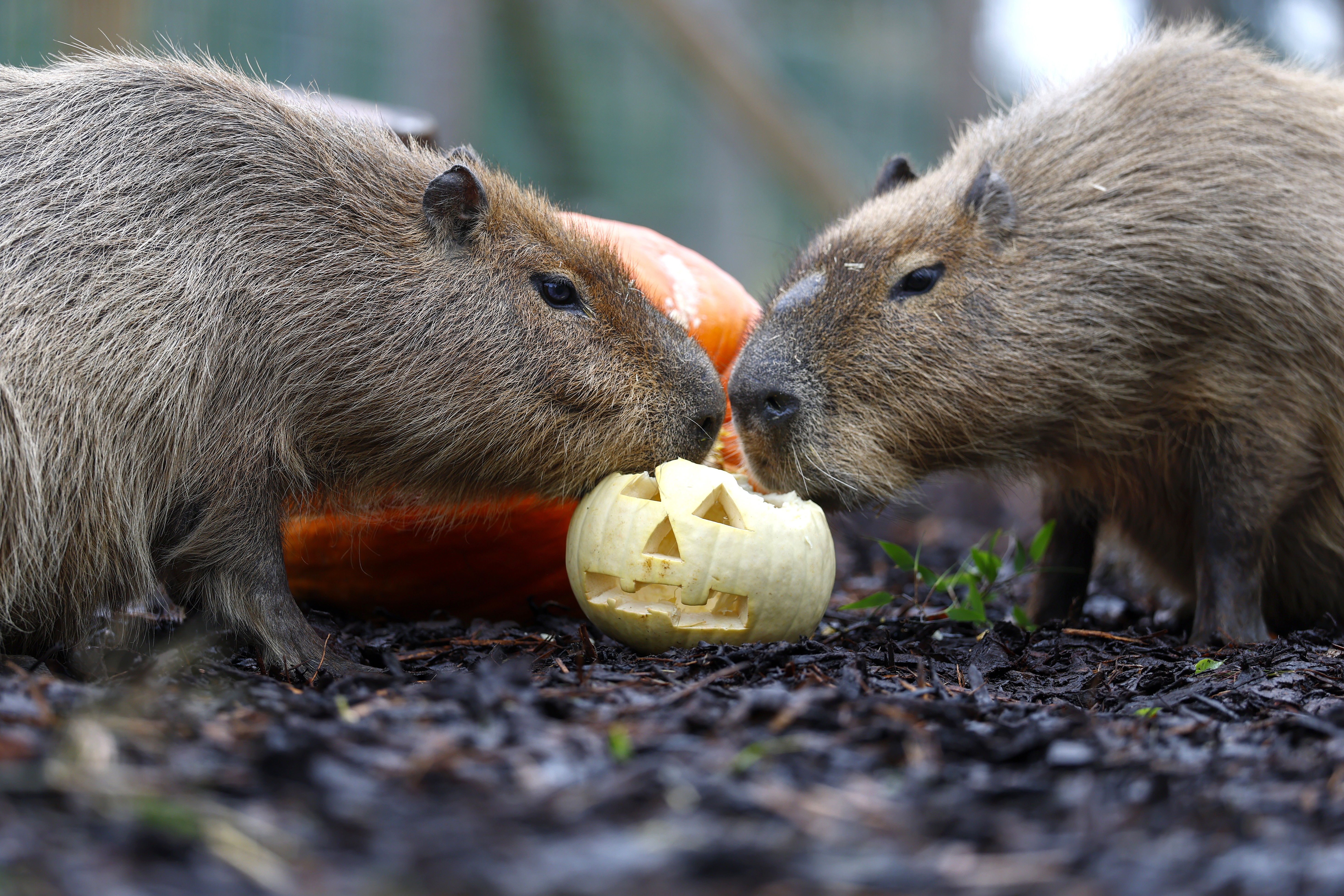 A pair of capybaras nibble on a carved pumpkin.