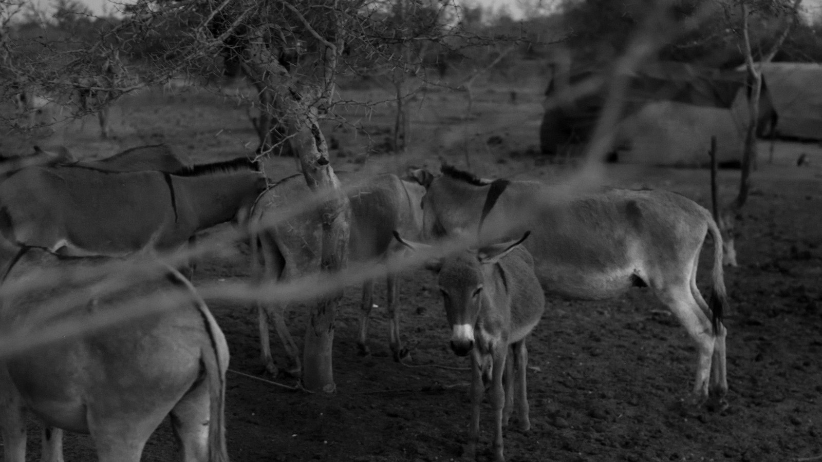Why China Can't Get Enough of Africa's Donkeys - The Atlantic