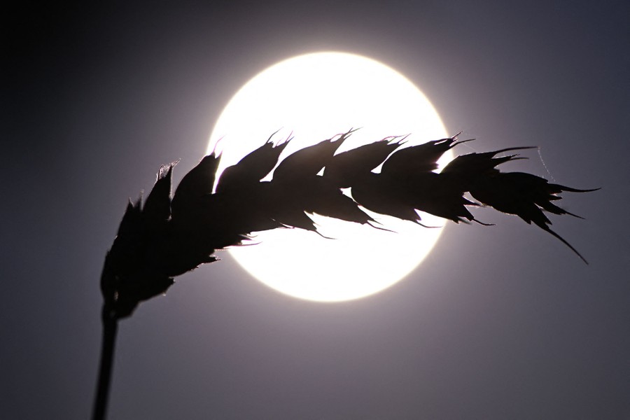 The silhouette of a single ear of wheat, photographed against the sun