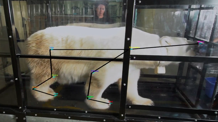 How To Train A Polar Bear To Walk On A Treadmill The Atlantic