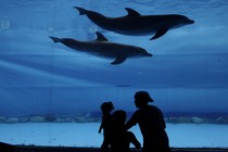 A family looks at dolphins in an aquarium.