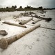 Dead palm trees on a beach