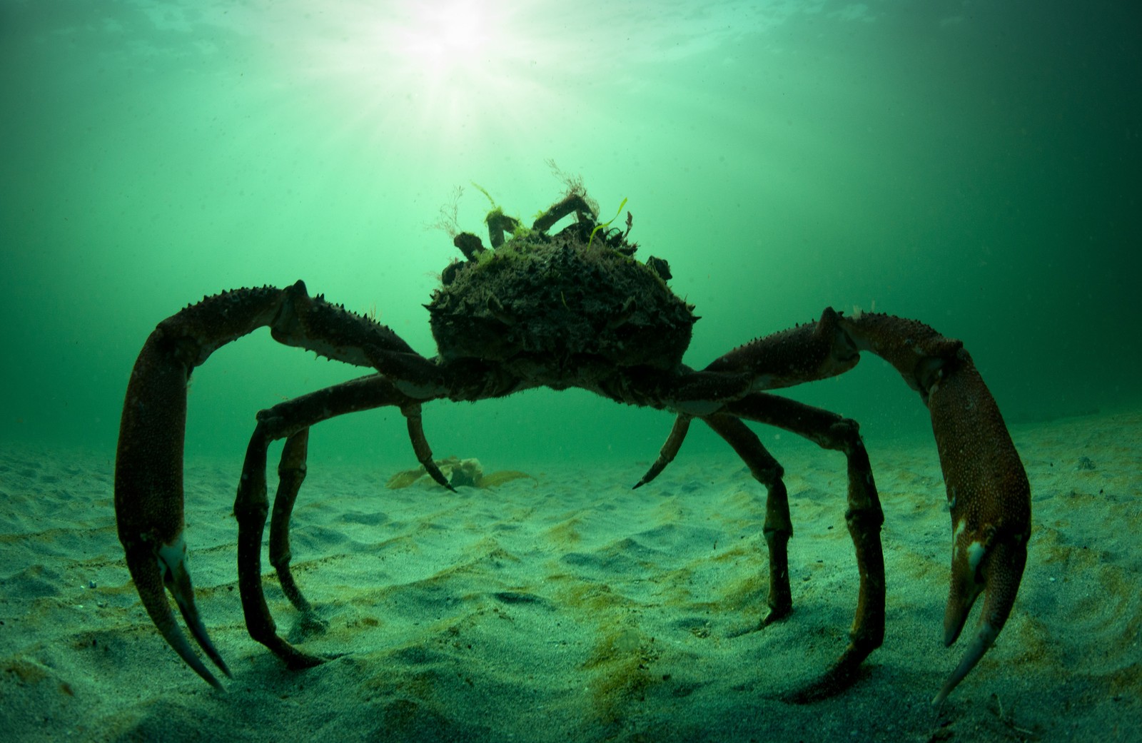A spider crab walks on the seafloor.