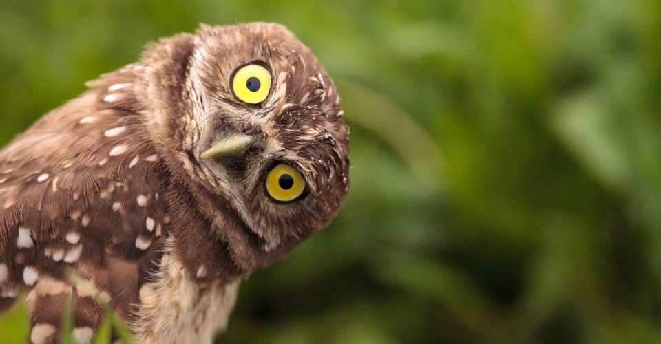 Maryland Zoo on X: When someone pronounces it Super Bowl Sunday instead of Superb  Owl Sunday.