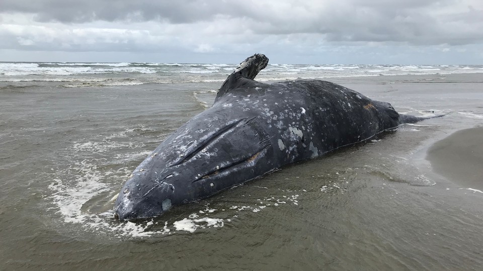 A beached whale