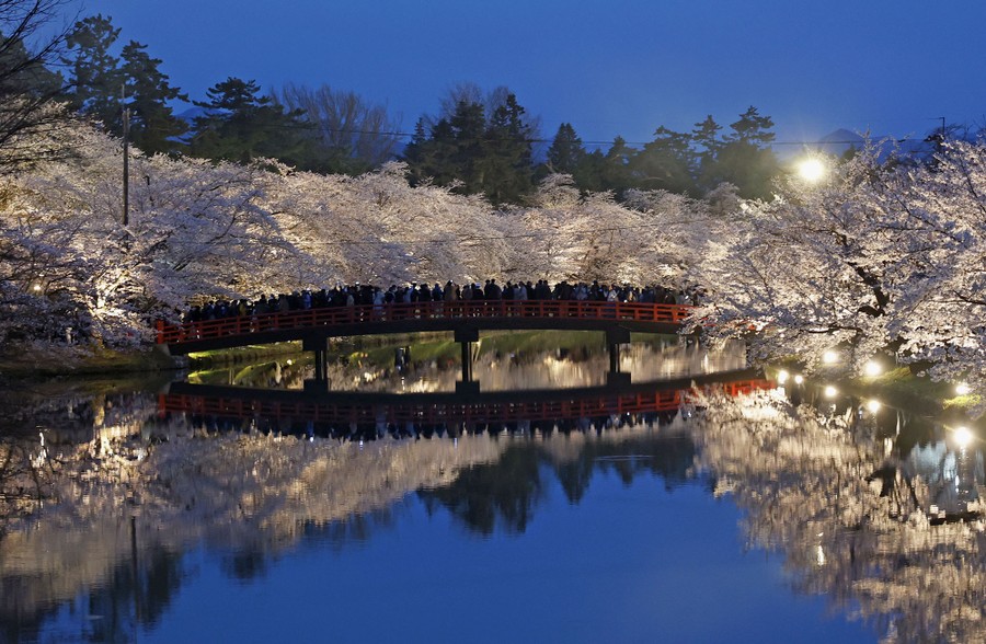 People stand on a footbridge over water in a park surrounded by illuminated cherry blossom trees.