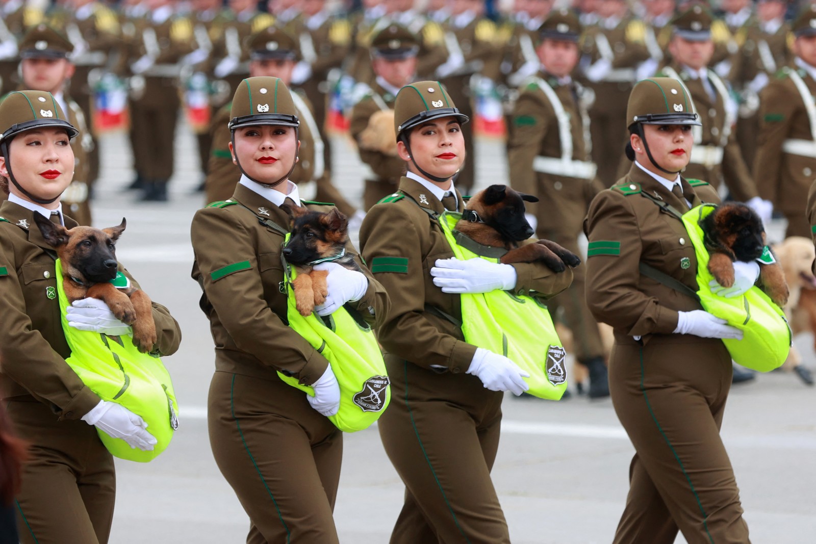 Police officers in dress uniforms march in a parade, carrying puppies in hi-viz-colored pouches.