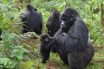 A male gorilla plays with a baby.