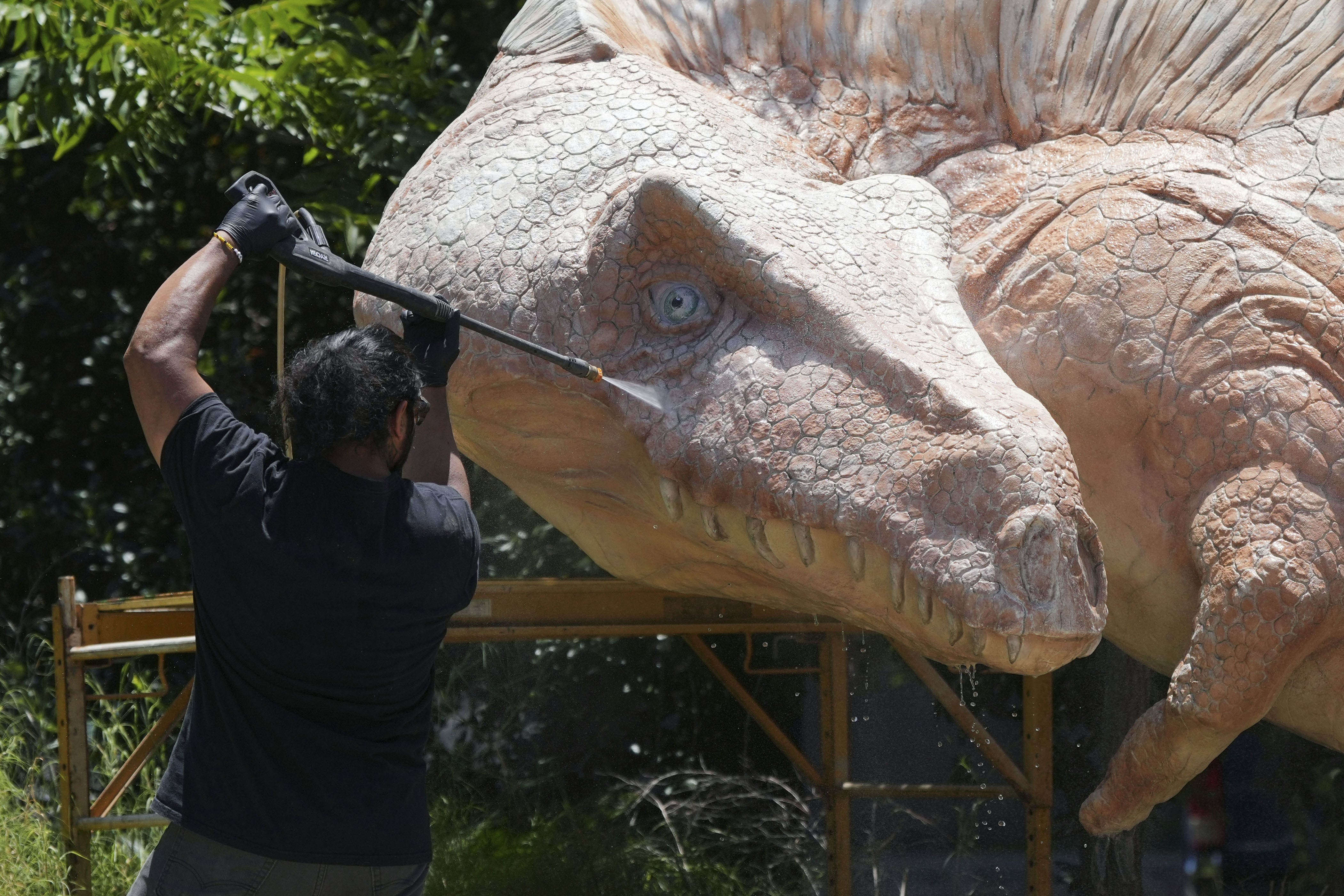 A person uses a power washer to clean a large statue of a dinosaur.