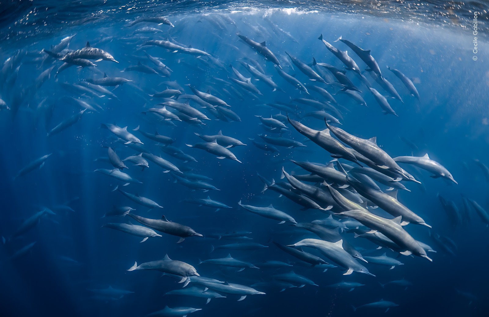 Dozens of dolphins swim together, seen underwater.