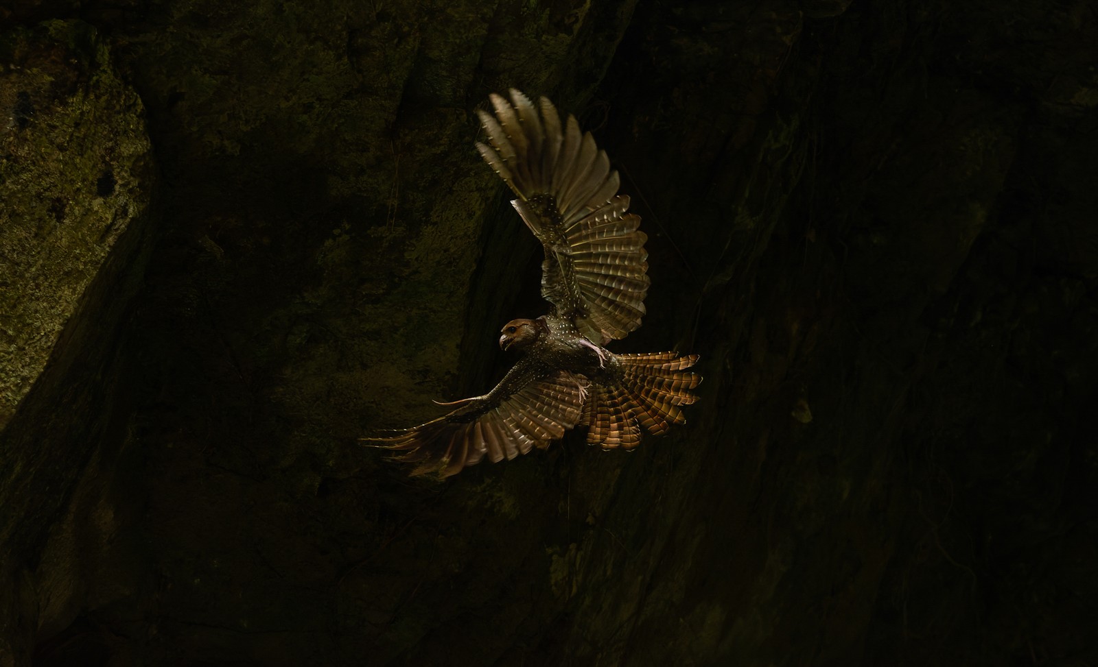 A bird spreads its wings, flying at night.