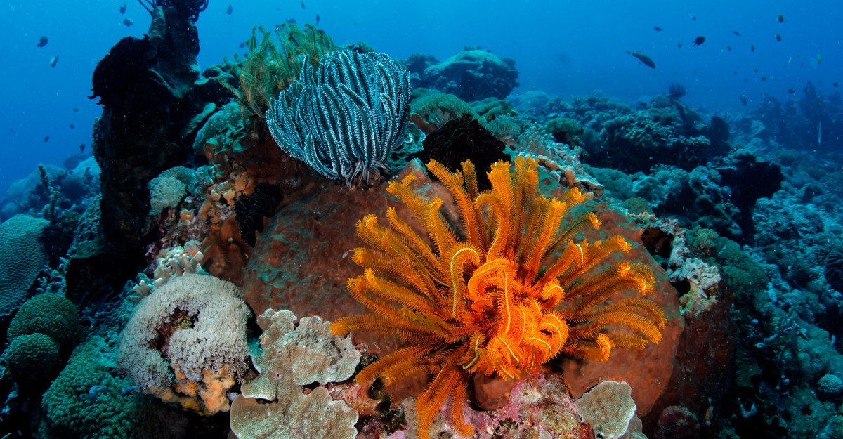 Earth Was Coral’s Planet First