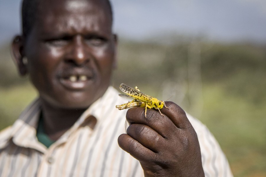 Photos Worst Locust Swarms in Decades Hit East Africa The Atlantic
