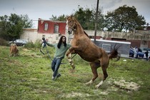 The stallion Dusty rears up as Jamil Prattis, 25, leads him to the lot across from the Fletcher Street Stables.