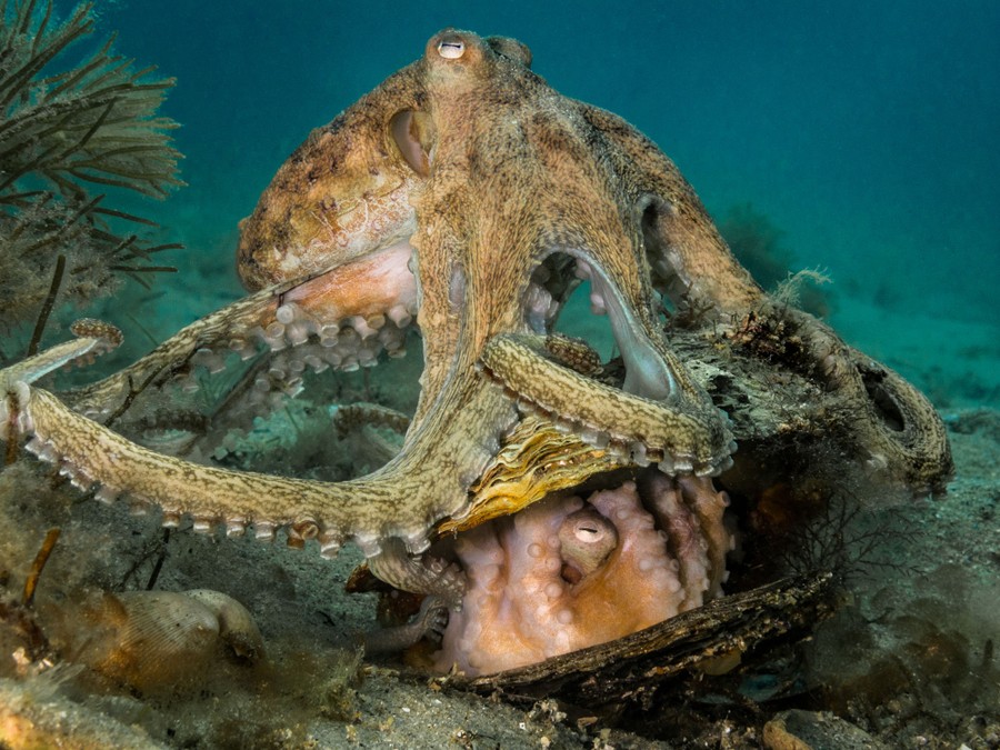 A pair of octopuses are seen mating.