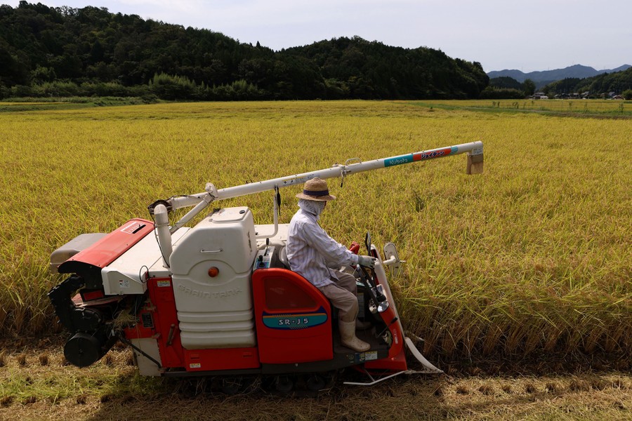 A farmer harvests rice with a small combine harvester.