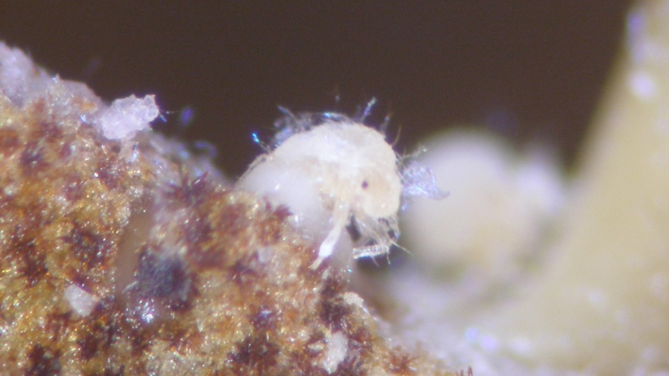 A Nipponaphis monzeni aphid
