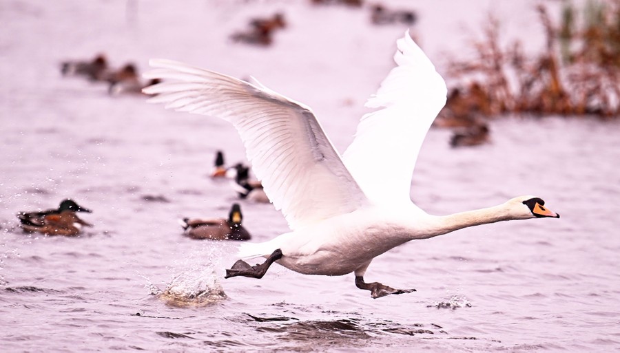 A swan takes flight, running and flapping above water.