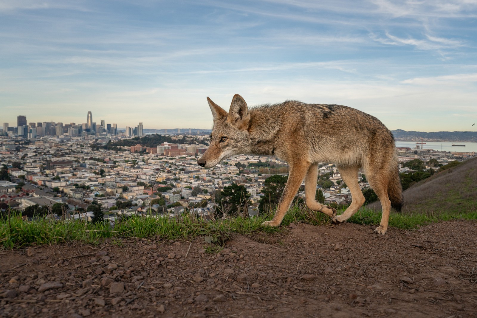 A coyote walks on a ridge, with the skyline of San Francisco in the background.