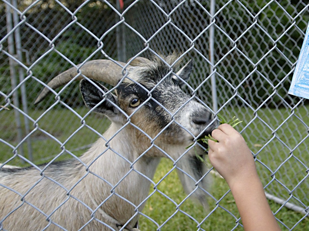 Wrigley The Goat Aims At Cubs' Curse; Xiao Sa The Dog Races Across