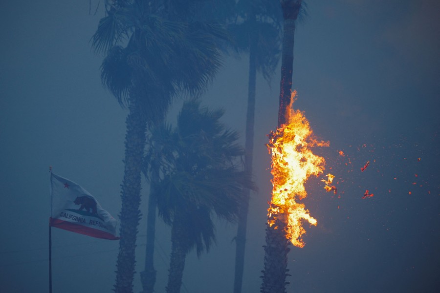 A palm tree on fire at Sunset Beach during wildfire.
