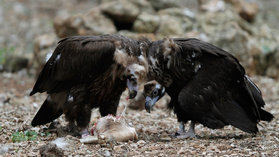 What Eats Dead Rats  : Unveiling Nature's Cleanup Crew