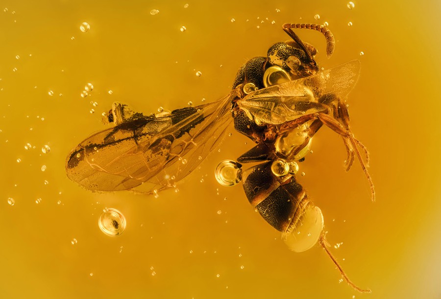 Photographing the Microscopic: Winners of Nikon Small World 2020