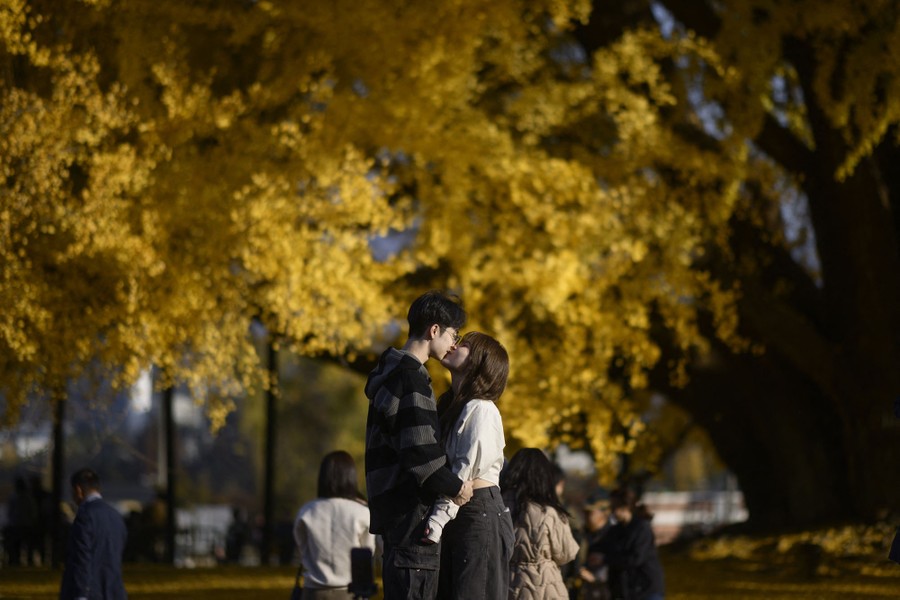 A couple kiss as they pose in front of an autumn yellow ginkgo tree.