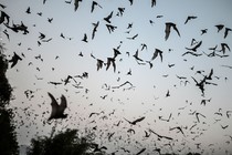 A swarm of bats