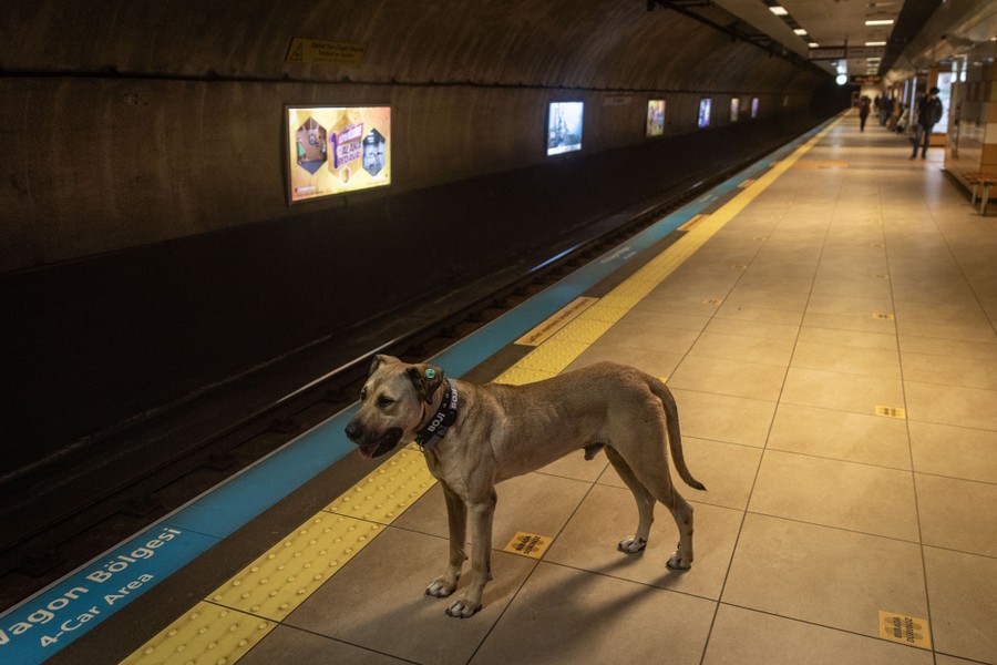 A dog stands on a subway station platform, awaiting a train.