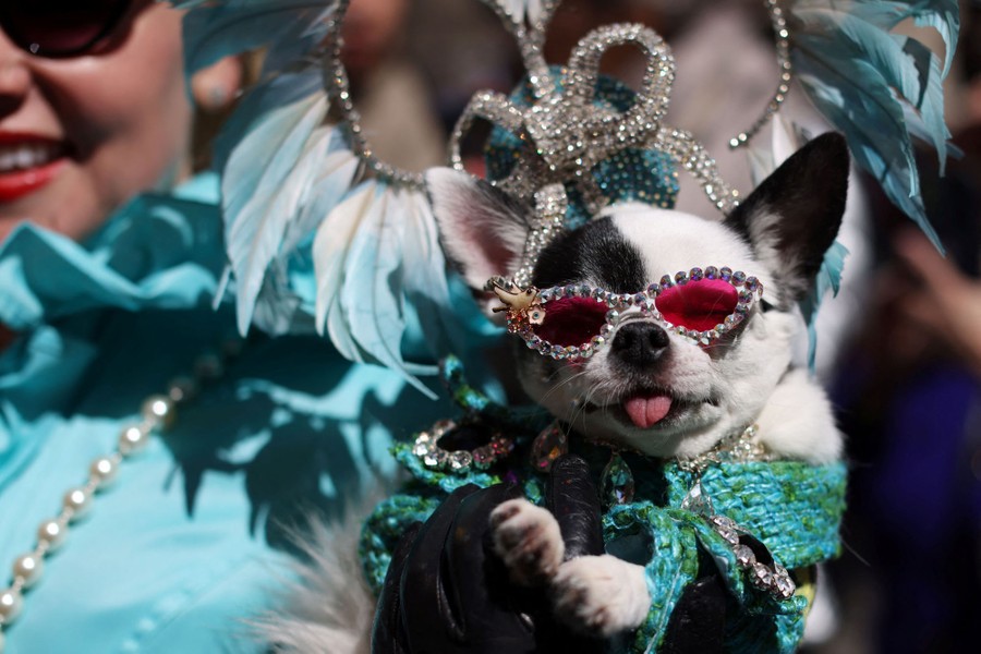 A dog in a costume is carried in a parade.