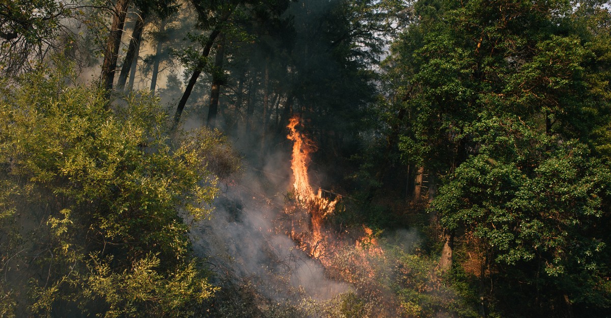 How Wildfire Defines the World How Wildfire Defines the World