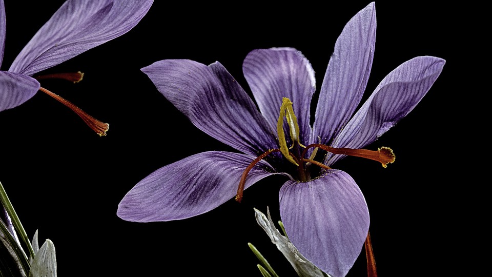 a vibrant purple flower against a black background