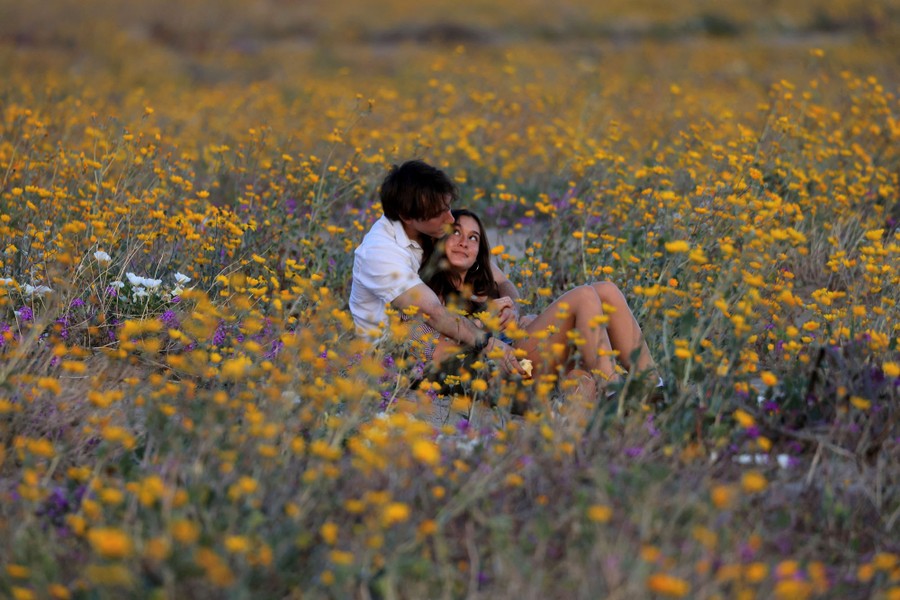 A couple relaxes in a field of flowers.