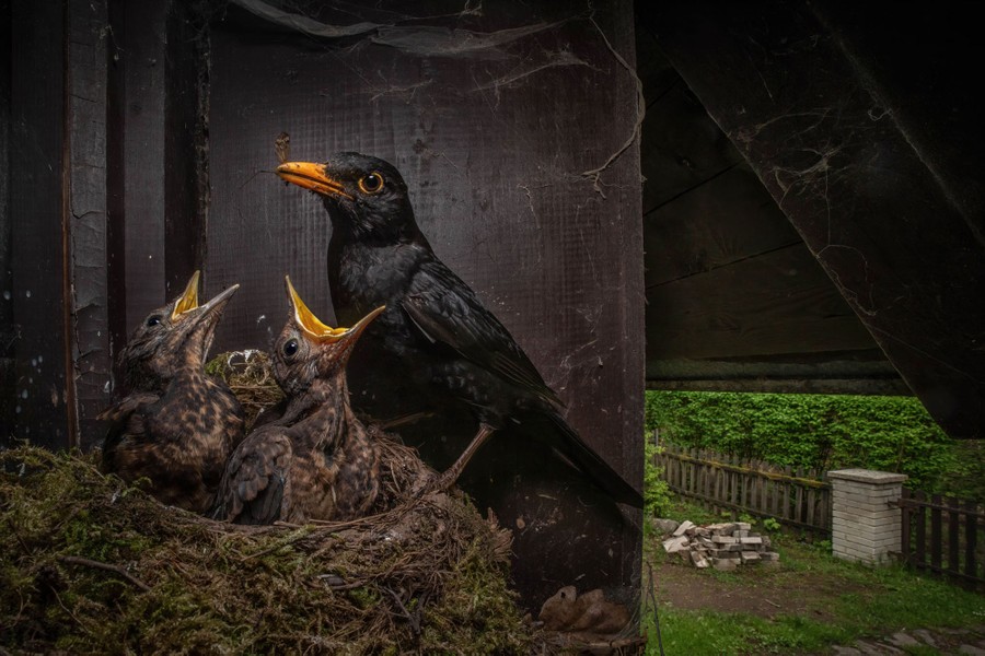 An adult bird attends to a pair of baby birds in a nest on the outside of a house.