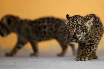 Four-week-old jaguars