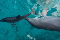 A dolphin and her calf