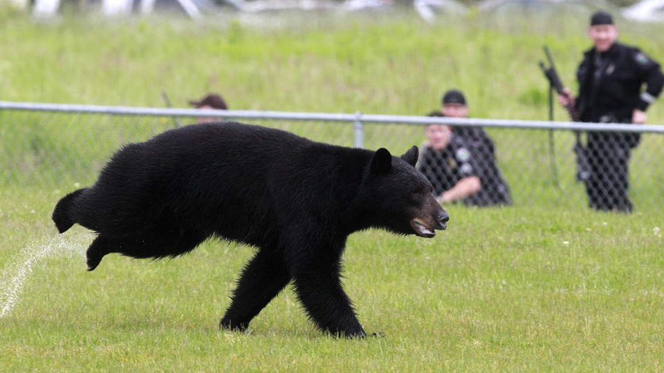 A adult black bear runs through Tualatin Elementary School yard in Oregon in 2011.
