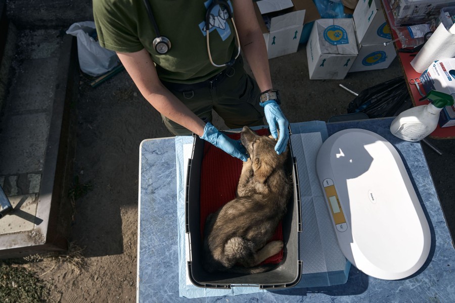 A veterinarian examines a small dog placed on a table.